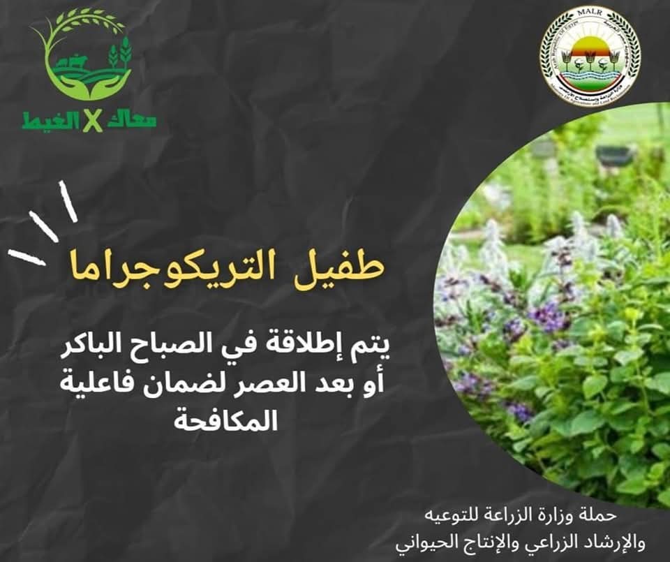 IMG 20250512 WA0015