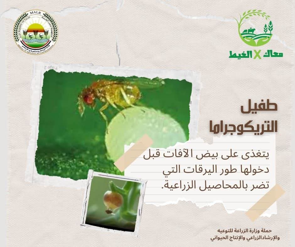 IMG 20250512 WA0017