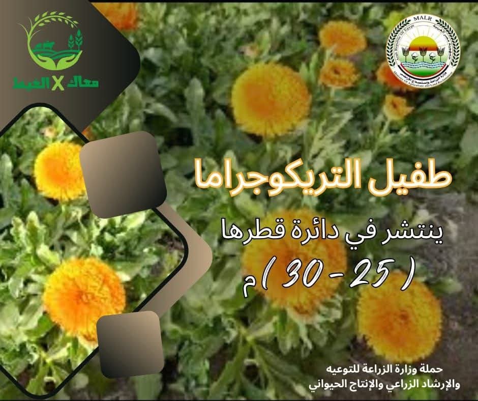 IMG 20250512 WA0020