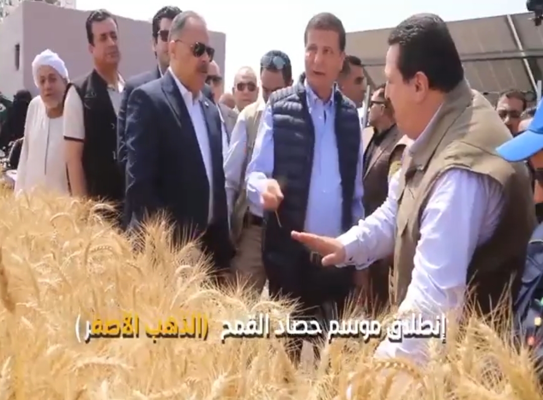 انطلاق موسم حصاد الذهب الأصفر