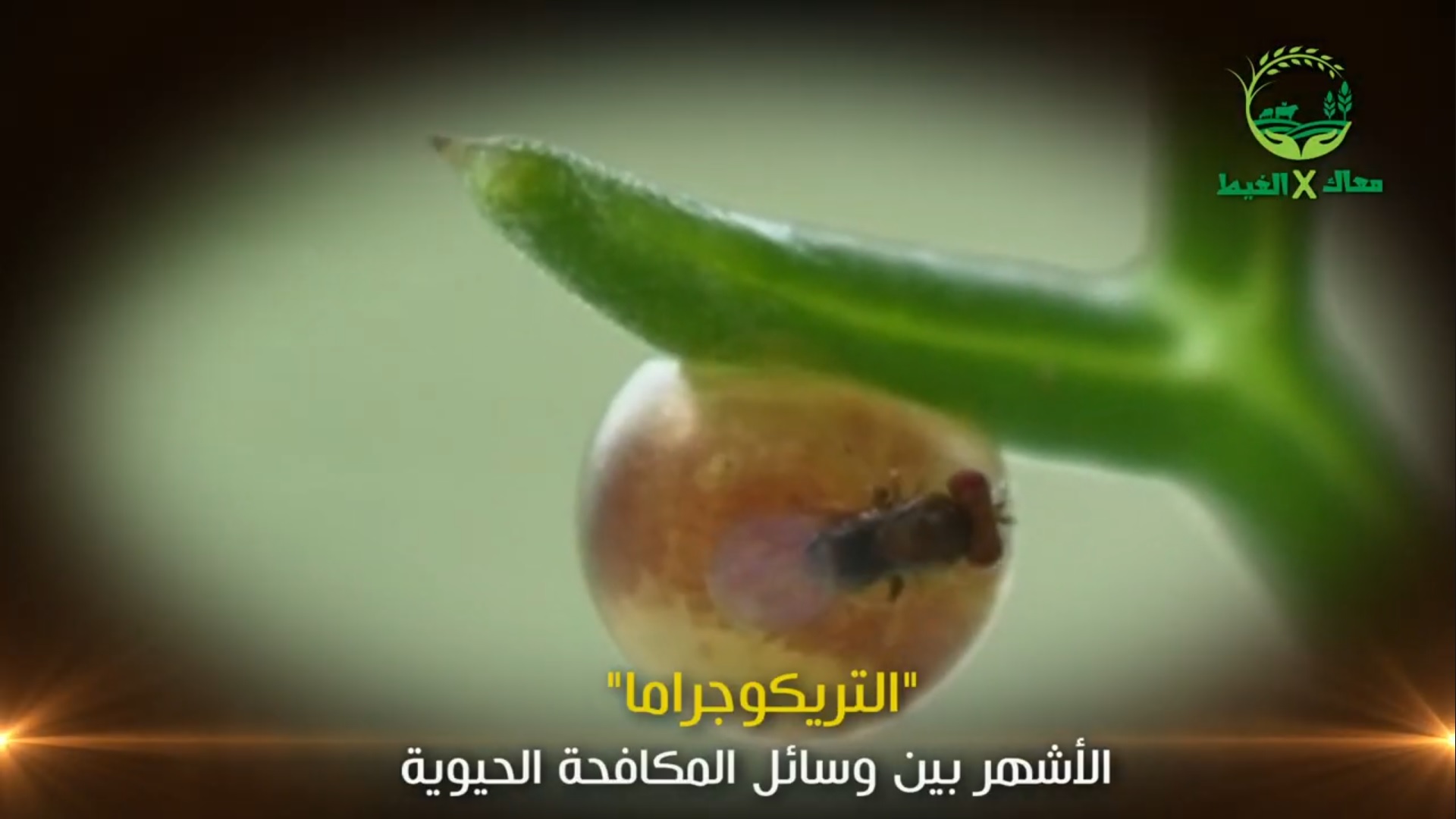 عزيزي المزارع .. المكافحة الحيوية آمان اعرف اكتر عن أهميتها وعن طفيل التريكوجراما.. في الفيديو ده