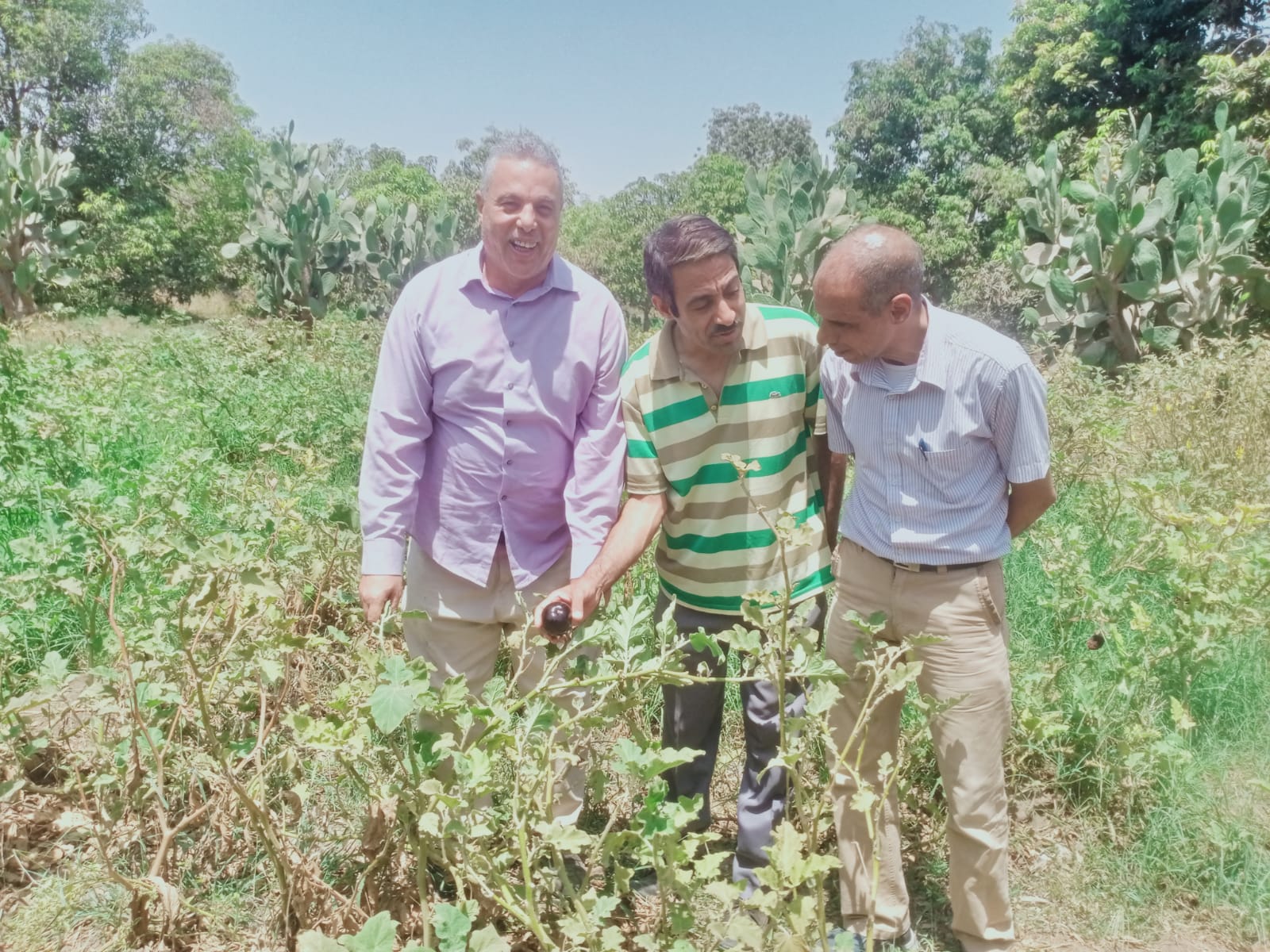 "الزراعة" تستعرض جهود وأنشطة بحوث أمراض النباتات خلال النصف الأول من سبتمبر 4 17 1