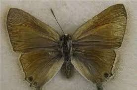 لمزارعي الرمان.. نقدم لك دليلك للإدارة المتكاملة لمكافحة آفات الرمان (الجزء الأول) 16 16 2