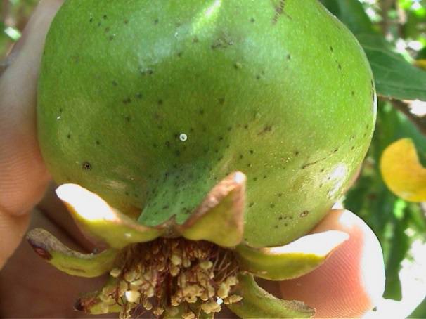 لمزارعي الرمان.. نقدم لك دليلك للإدارة المتكاملة لمكافحة آفات الرمان (الجزء الأول) 22 6 6