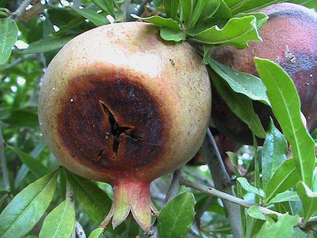 لمزارعي الرمان.. نقدم لك دليلك للإدارة المتكاملة لمكافحة آفات الرمان (الجزء الأول) 21 8 3