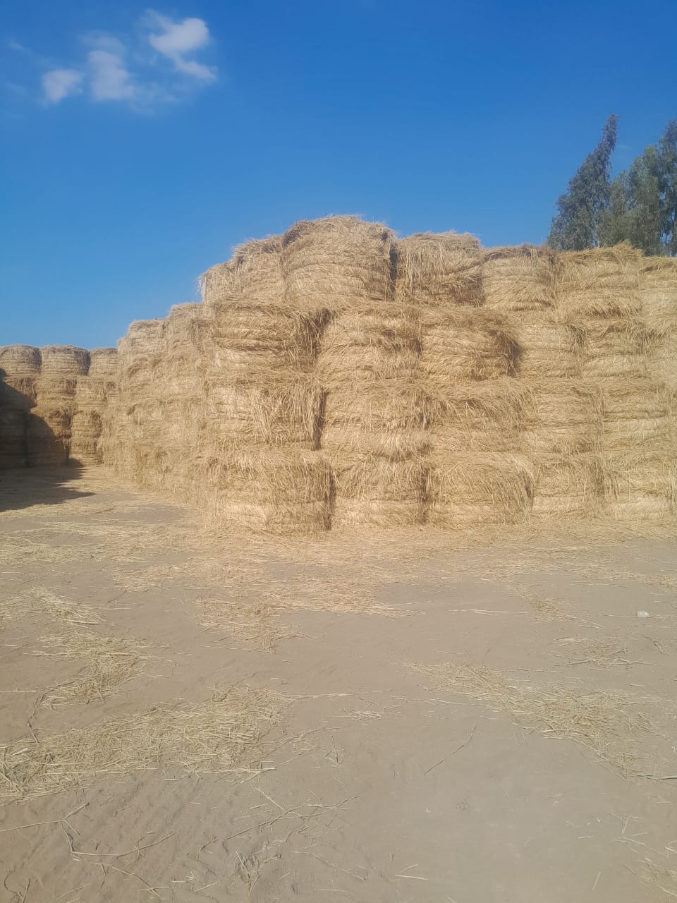 IMG 20251024 WA0048