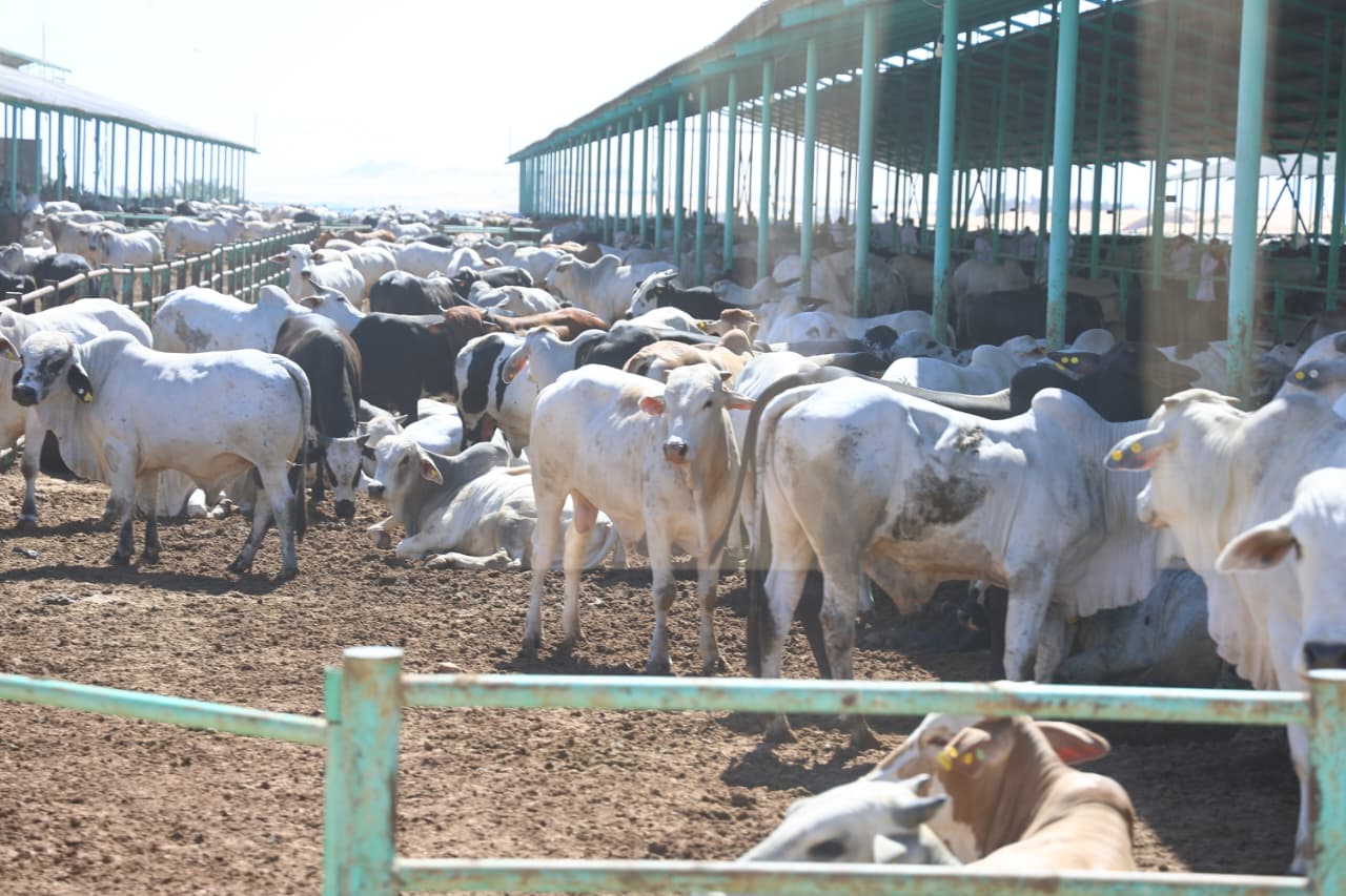 وزيرا الزراعة والتنمية المحلية يتفقدان مشروع الإنتاج الحيواني ومجمع تمور الوادي الجديد 6 IMG 20251025 WA0069