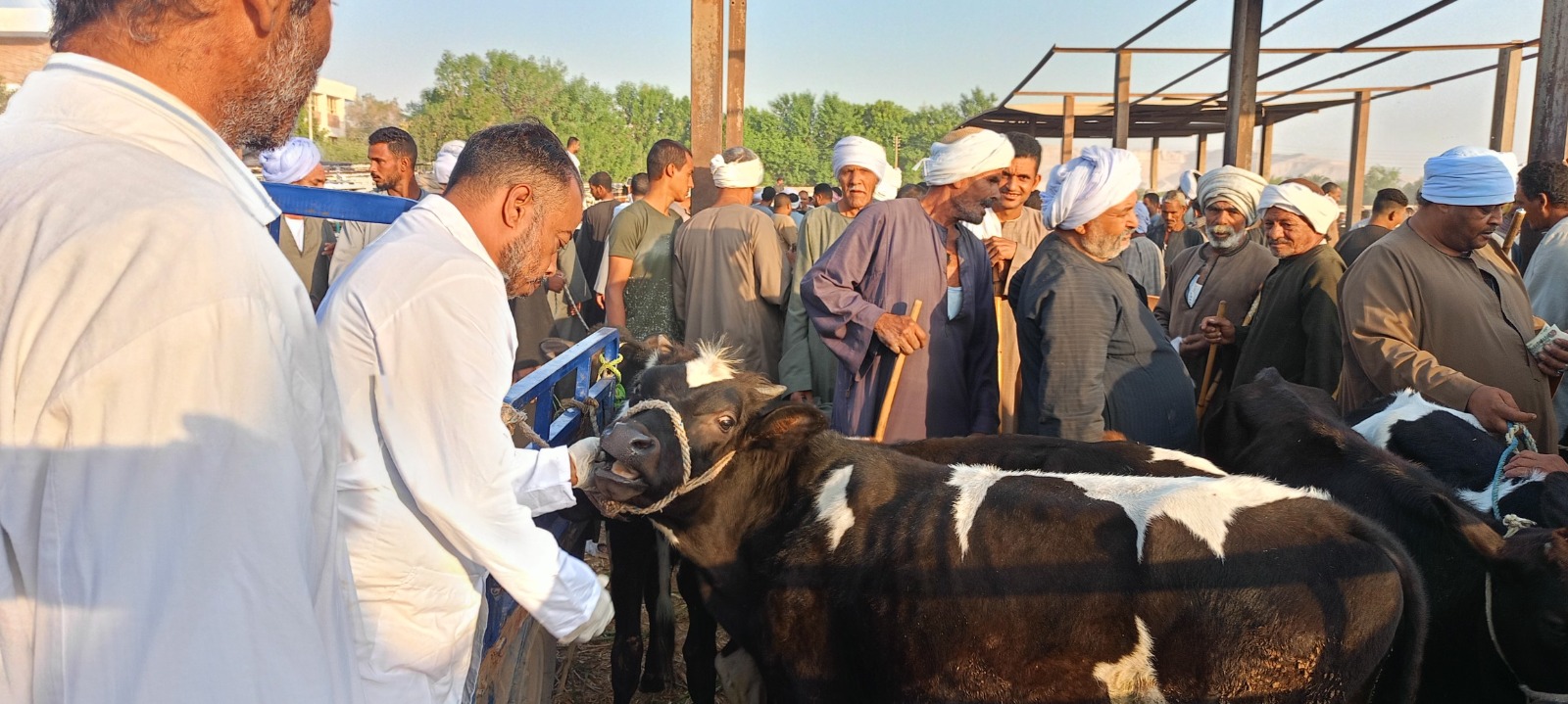 وزير الزراعة يتابع جهود الحملة القومية لتحصين الماشية.. 5 IMG 20251031 WA0003