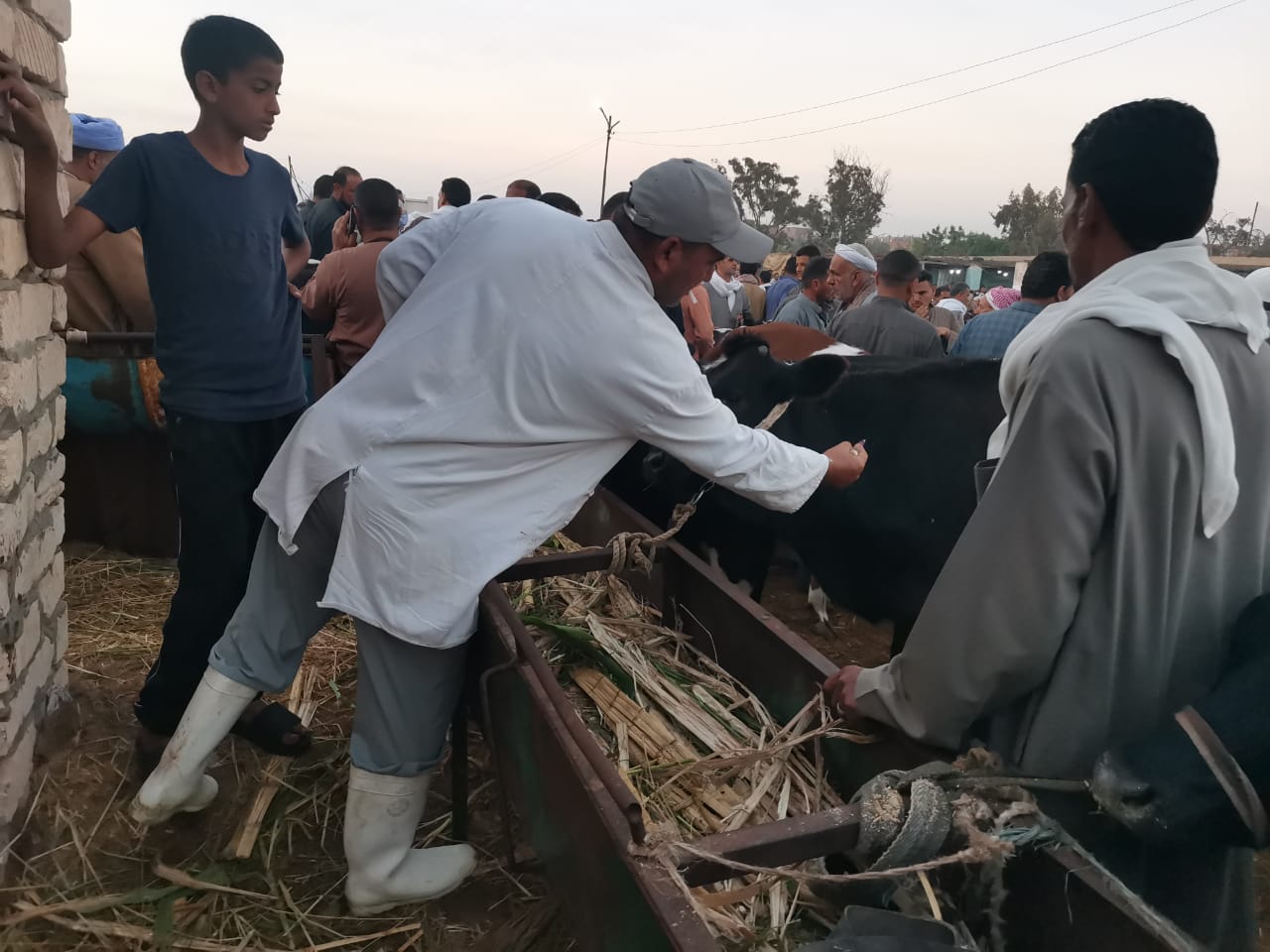 وزير الزراعة يتابع جهود الحملة القومية لتحصين الماشية.. 9 IMG 20251031 WA0008