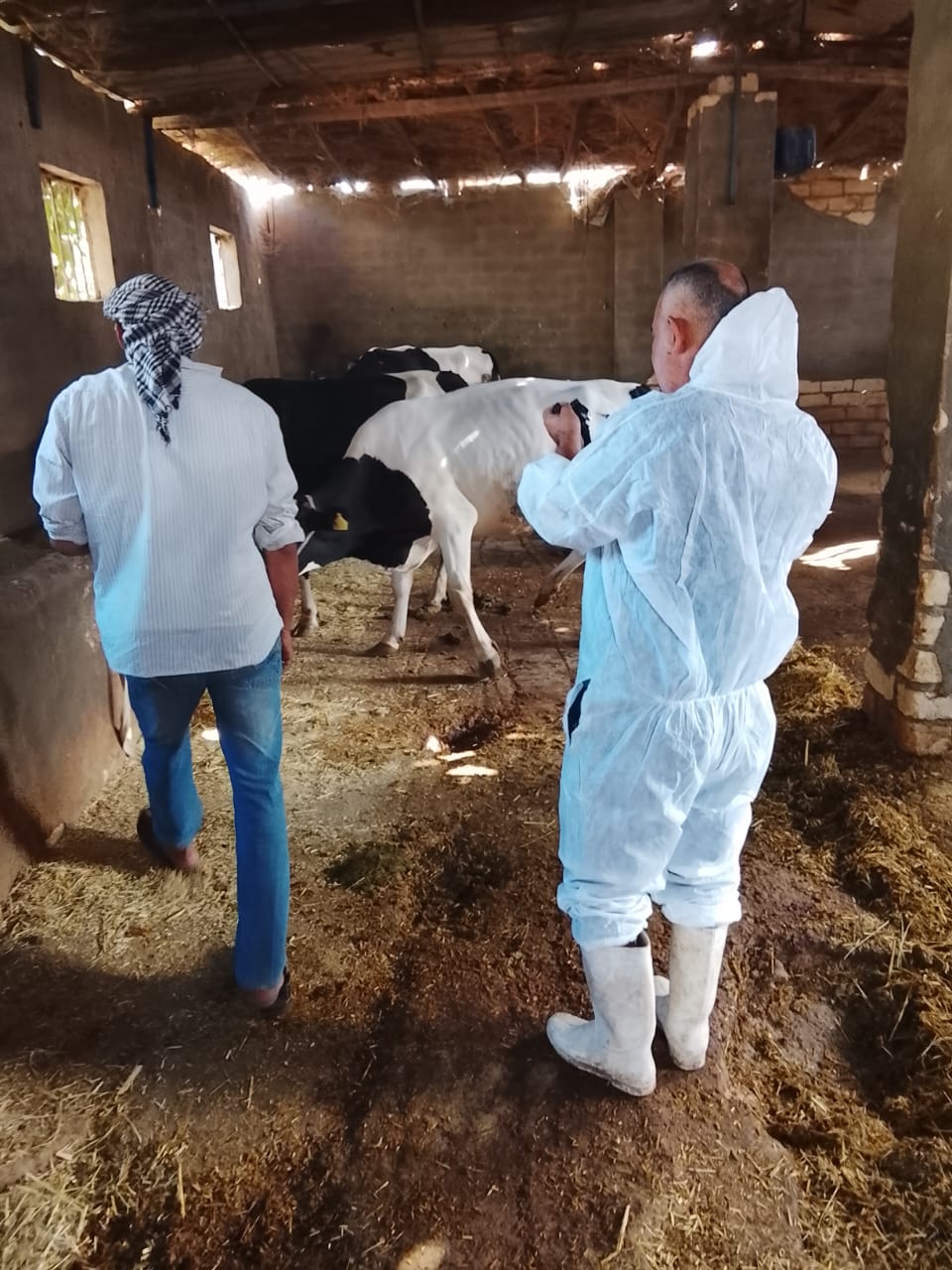 وزير الزراعة يتابع جهود الحملة القومية لتحصين الماشية.. 13 IMG 20251031 WA0012