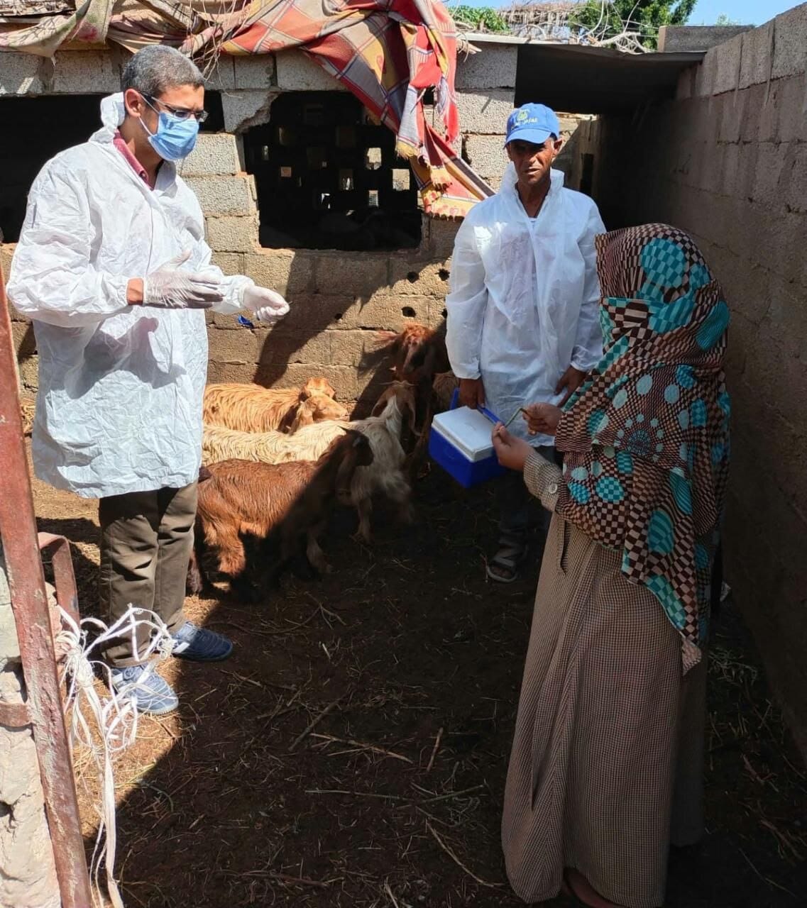 وزير الزراعة يتابع جهود الحملة القومية لتحصين الماشية.. 15 IMG 20251031 WA0013