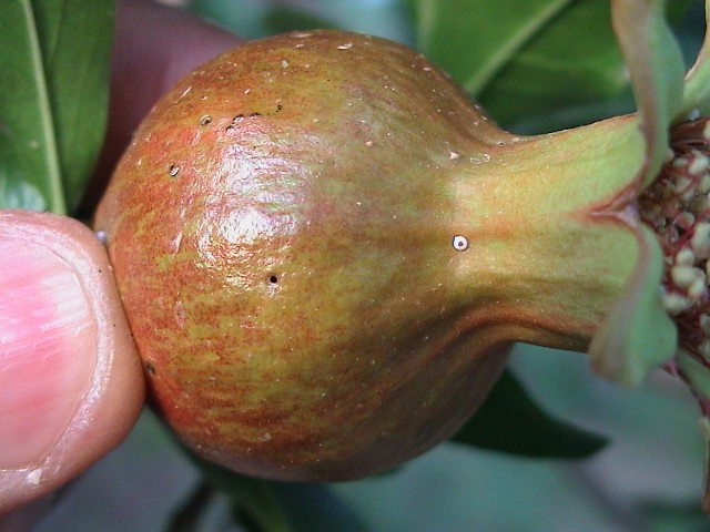 لمزارعي الرمان.. نقدم لك دليلك للإدارة المتكاملة لمكافحة آفات الرمان (الجزء الأول) 20 البيض 1