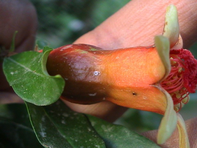 لمزارعي الرمان.. نقدم لك دليلك للإدارة المتكاملة لمكافحة آفات الرمان (الجزء الأول) 19 البيض