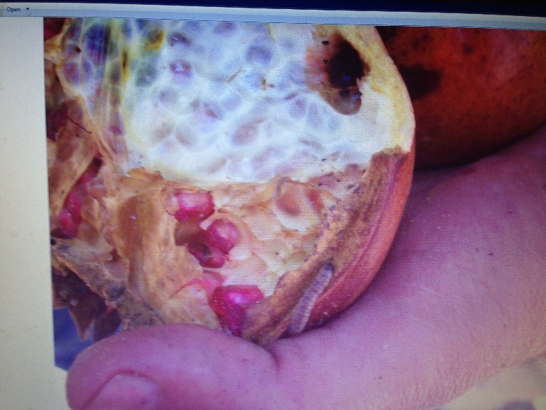 لمزارعي الرمان.. نقدم لك دليلك للإدارة المتكاملة لمكافحة آفات الرمان (الجزء الأول) 25 اليرقة بداخل الثمرة صور حية لليرقات بداخل ثمرة الرمان