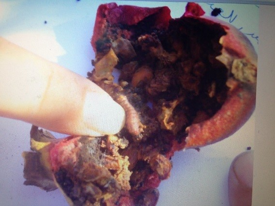 لمزارعي الرمان.. نقدم لك دليلك للإدارة المتكاملة لمكافحة آفات الرمان (الجزء الأول) 24 اليرقة بداخل الثمرة