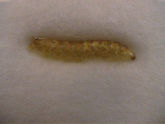 لمزارعي الرمان.. نقدم لك دليلك للإدارة المتكاملة لمكافحة آفات الرمان (الجزء الأول) 18 اليرقة