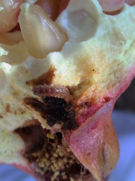 لمزارعي الرمان.. نقدم لك دليلك للإدارة المتكاملة لمكافحة آفات الرمان (الجزء الأول) 29 صورة حية بيرقة فراشة كأس الرمان داخل الثمرة