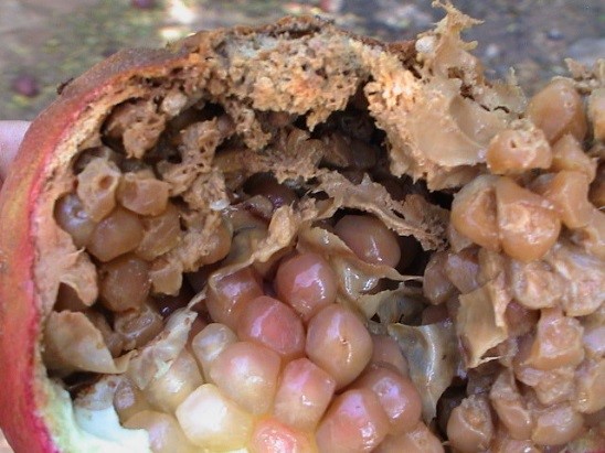 لمزارعي الرمان.. نقدم لك دليلك للإدارة المتكاملة لمكافحة آفات الرمان (الجزء الأول) 23 صورة حية لأثار وجود يرقات أبو دقيق الرمان بداخل الثمرة