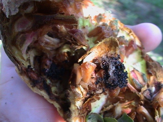 لمزارعي الرمان.. نقدم لك دليلك للإدارة المتكاملة لمكافحة آفات الرمان (الجزء الأول) 28 صورة حية لمظهر إصابة بيرقة فراشة كأس الرمان