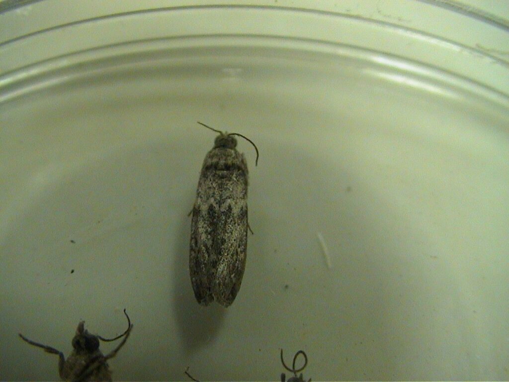 لمزارعي الرمان.. نقدم لك دليلك للإدارة المتكاملة لمكافحة آفات الرمان (الجزء الأول) 27 فراشة كأس الرمان