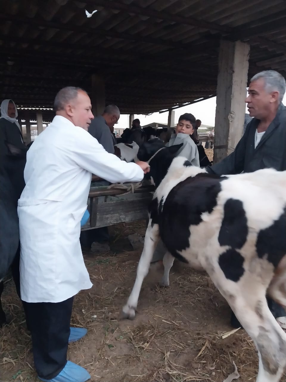 وزير الزراعة يستعرض جهود الحملة القومية لتحصين الماشية بالمحافظات 7 29