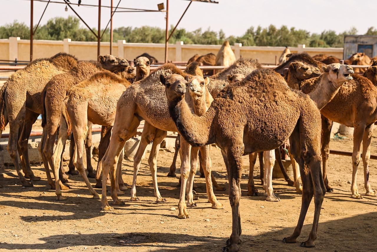 415d5f30 e2e1 4214 b647 d767e9d13d60