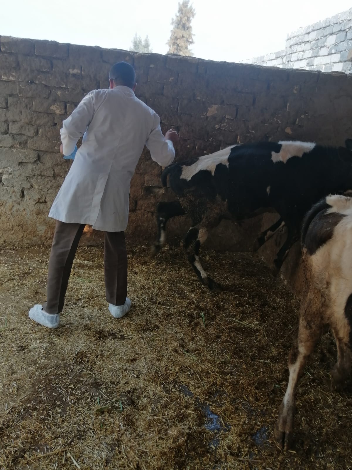 "الزراعة" تعلن تحصين أكثر من 1.5 مليون رأس ماشية ضمن حملتها القومية حتى الآن.. وتتجاوز 3 مليون جرعة للقاحي الحمى القلاعية والوادي المتصدع 14 IMG 20251107 WA0032