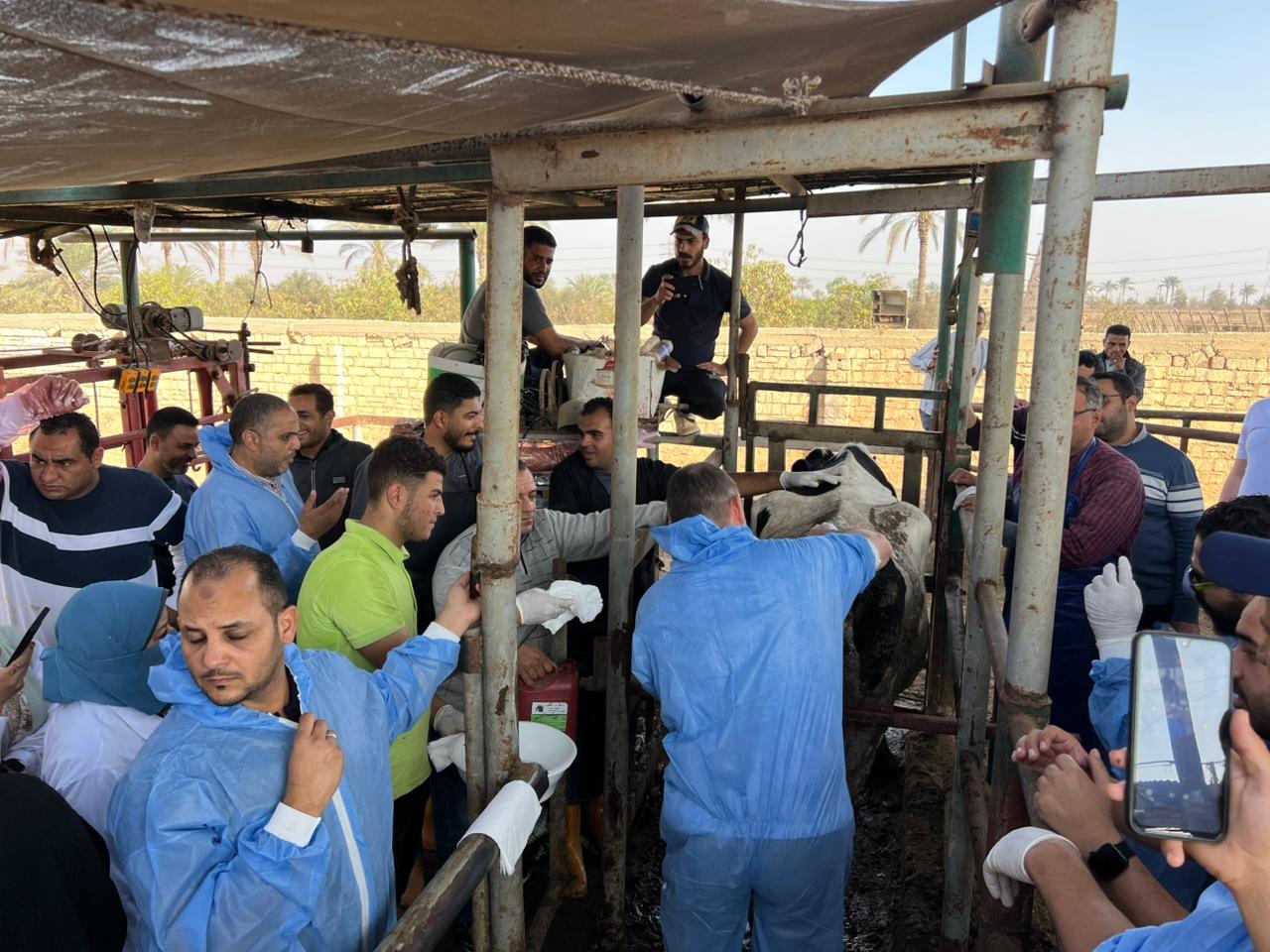 "الزراعة" تنفذ ورشة عمل لرفع كفاءة الكوادر البيطرية في استخدامات الذكاء الاصطناعي والموجات فوق الصوتية في التناسليات الحيوانية 9 IMG 20251121 WA0012