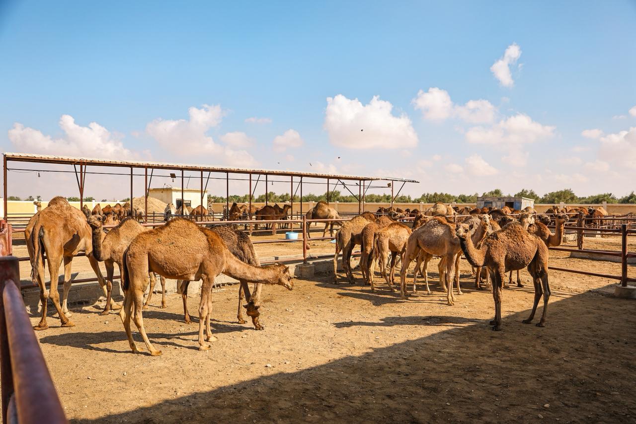 وزراء التخطيط والتعاون الدولي والزراعة والأوقاف ومحافظ جنوب سيناء يفتتحون "مركز التميز لتحلية المياه" و"البنك الإقليمي للجينات" بمحطة بحوث الصحراء 15 fe4085f1 e979 44db ba75 d7aa1bb399ec