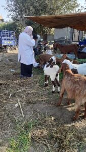 "الزراعة": فرق التقصي والترصد الوبائي بالخدمات البيطرية تطرق أبواب 13 ألف منزل في 1300 قرية خلال ديسمبر 6 fa9840d7 acb6 44c7 bf7b 1a58c248114d