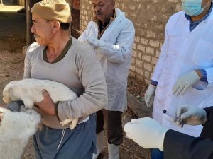 "الزراعة": تحصين 12,665 كلب حر وتعقيم 1,593 منذ يناير ضمن الحملة القومية لمكافحة مرض السعار 2 73b4d4bd c1b0 49ba 888c deb736a2cfa6