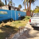 "الزراعة": تحصين 12,665 كلب حر وتعقيم 1,593 منذ يناير ضمن الحملة القومية لمكافحة مرض السعار 8 c34a987b bcf3 42a4 8da3 289843118ff2